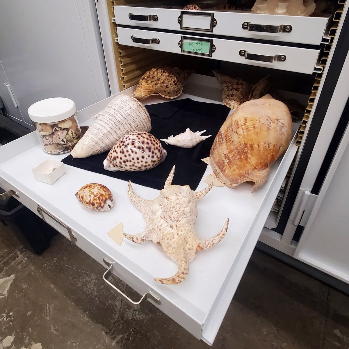 uhm_eecb's tweet photo. Amazing pics of mollusks https://t.co/lyi33lxkVy