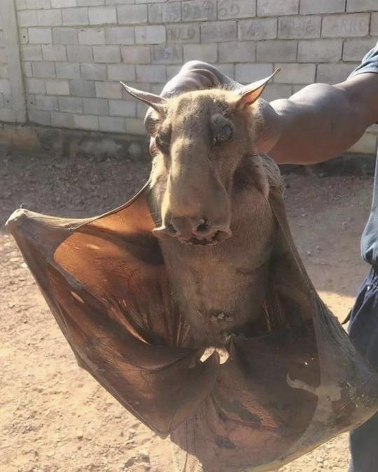 まるで悪魔？ アフリカの北西部に生息する大型のコウモリ、ウマヅラ