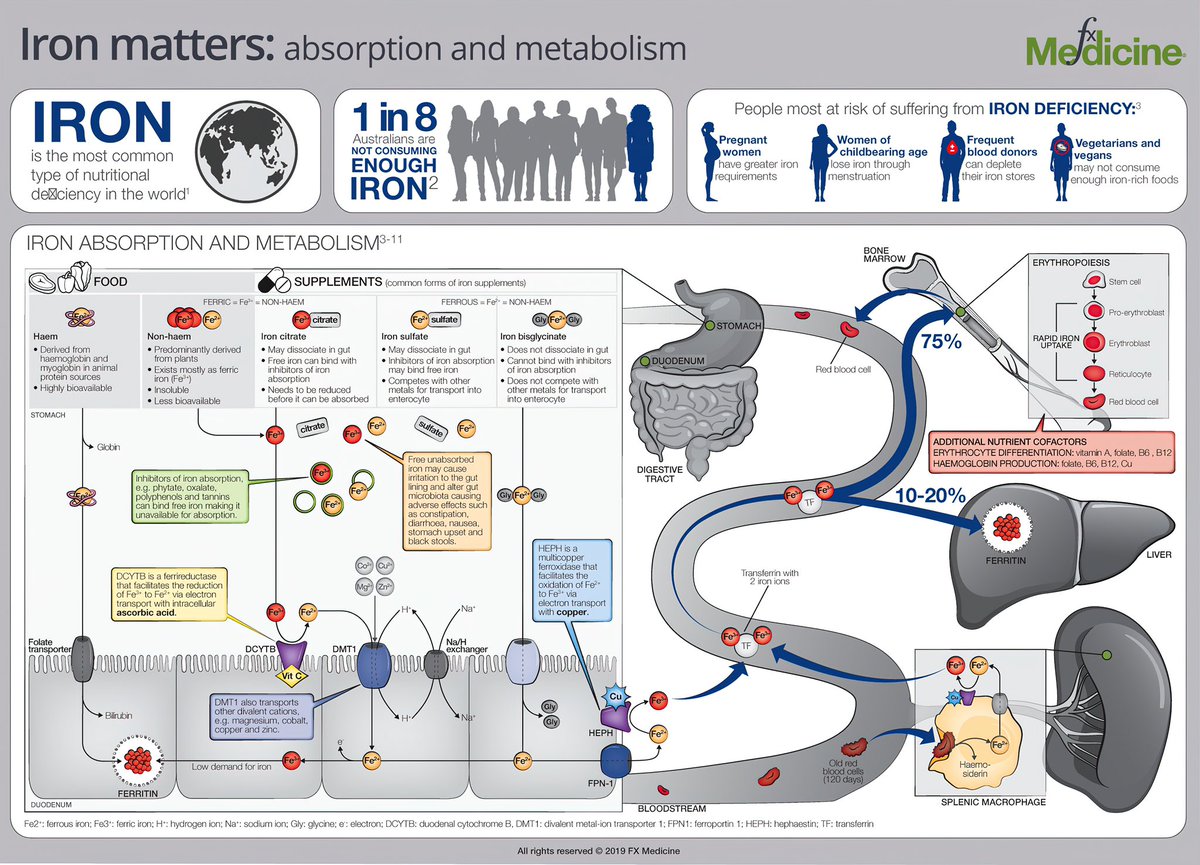 Iron absorption and metabolism 

<a href="/FXMedicine/">FX Medicine</a> <a href="/Nutriosci/">Nutrition Science</a> #nutrients #fruits #Nutrition #health #healthy #HealthyFood #healthylifestyle #healthyeating #Eating #food #Diet #MedEd #MedTwitter #medstudenttwitter #TipsForNewDocs #iron #metabolism
