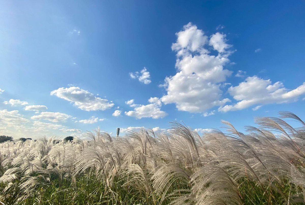 manila-bulletin-news-on-twitter-autumn-season-in-seoul-look-a