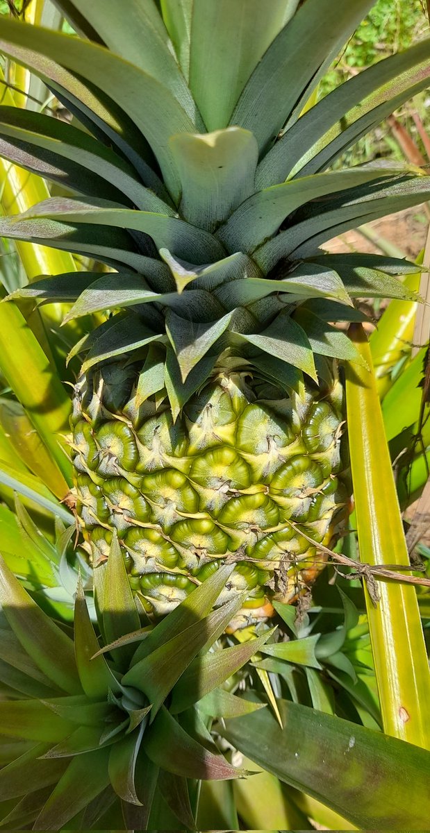 tongamp_g's tweet photo. Feeling Juicy, Feeling sweet
😍🍍😍House Pineaple🍍😍🍍 #sweet #juicy #pineaple #fruits https://t.co/g1TICGUQsi