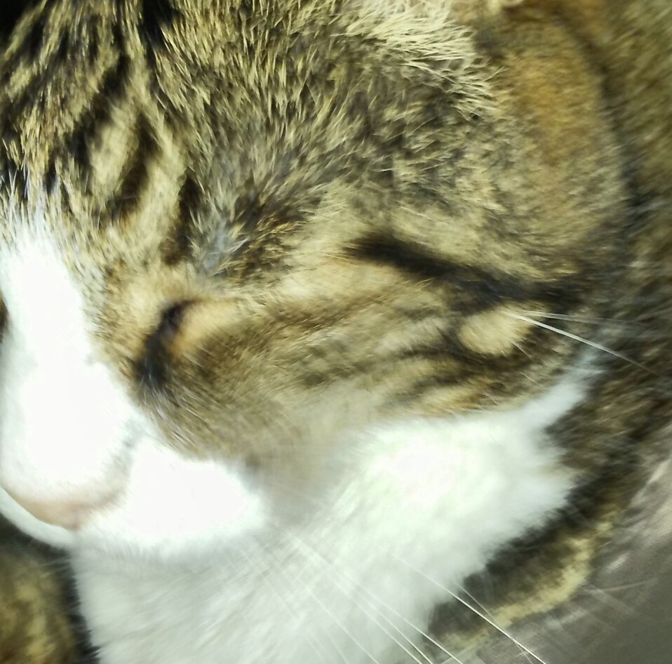 2 pic. @technicandy Floofy and Frankie are also silly kitties. https://t.co/7oU2NDtTEe