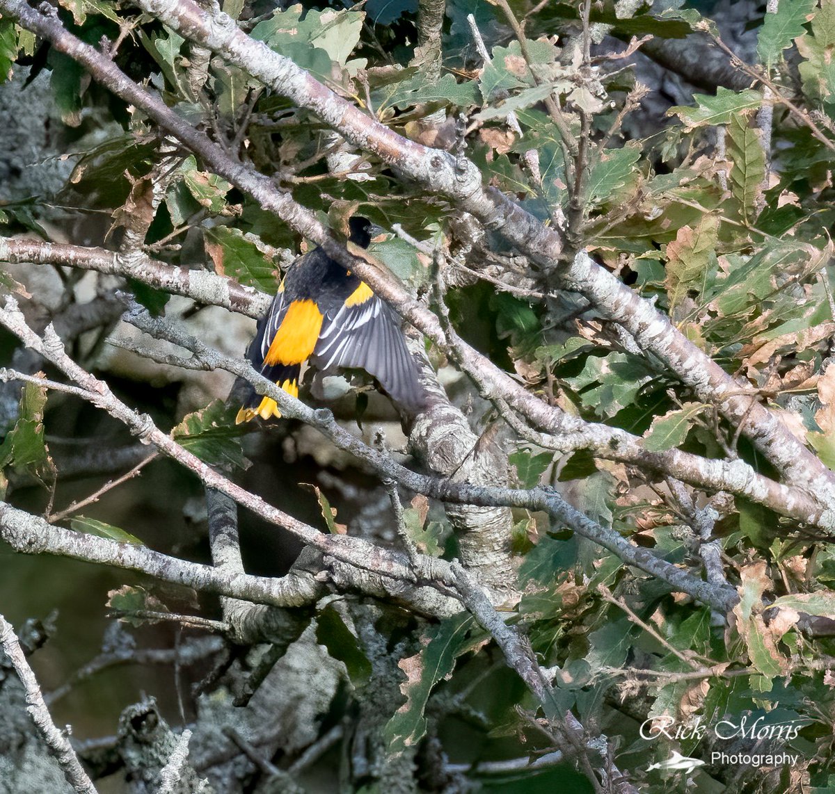 Walking back down to the Landing Bay with @ASpeciesADay when we saw this stunning Baltimore Oriole in Millcombe Valley, Lundy Island 8-10-22