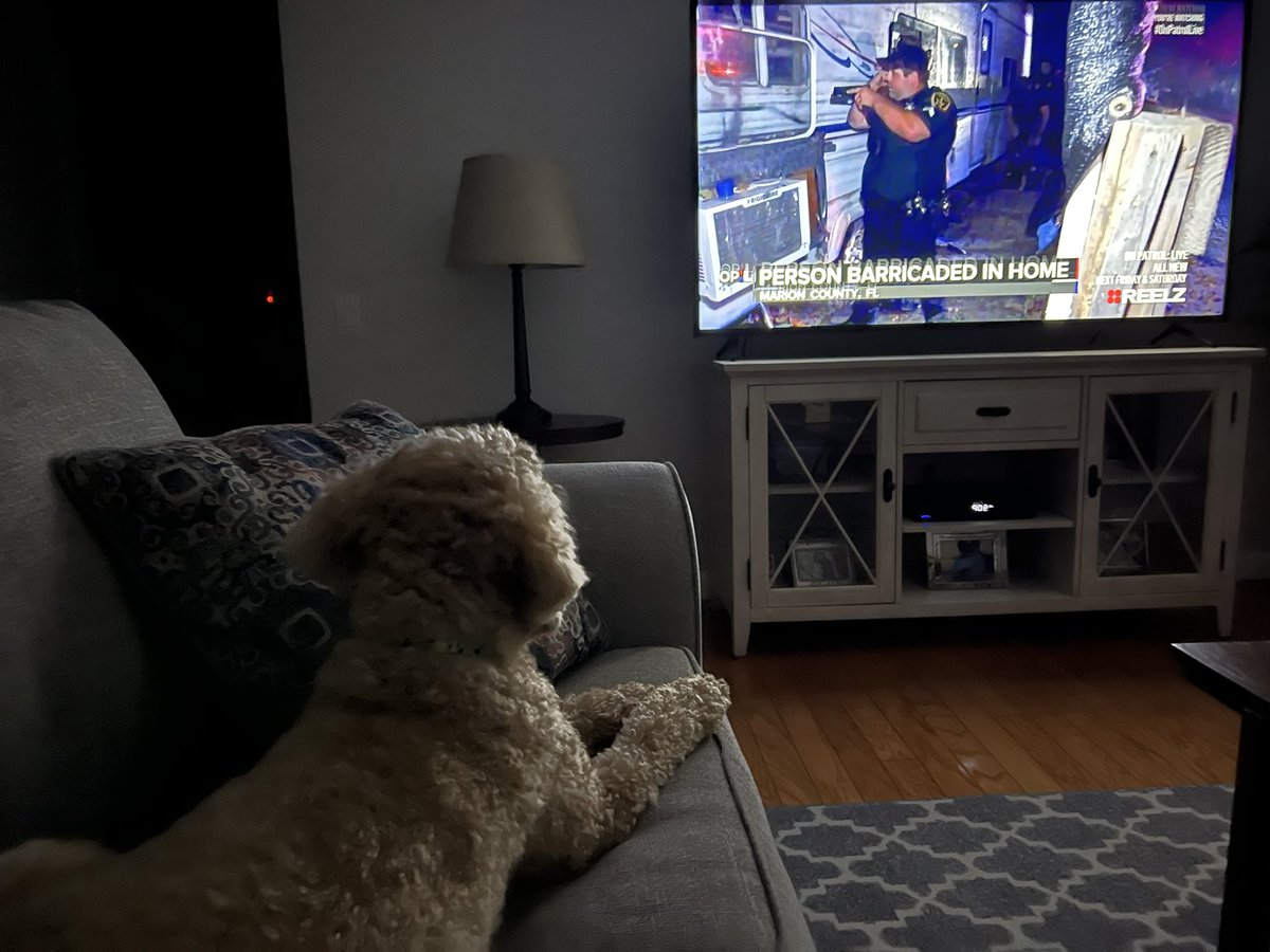 firecom451's tweet photo. My dog, Baylor, enjoying an episode of On Patrol Live, especially the K-9 from Marion County, FL  @OnPatrolNation https://t.co/rRUPhXHTFx