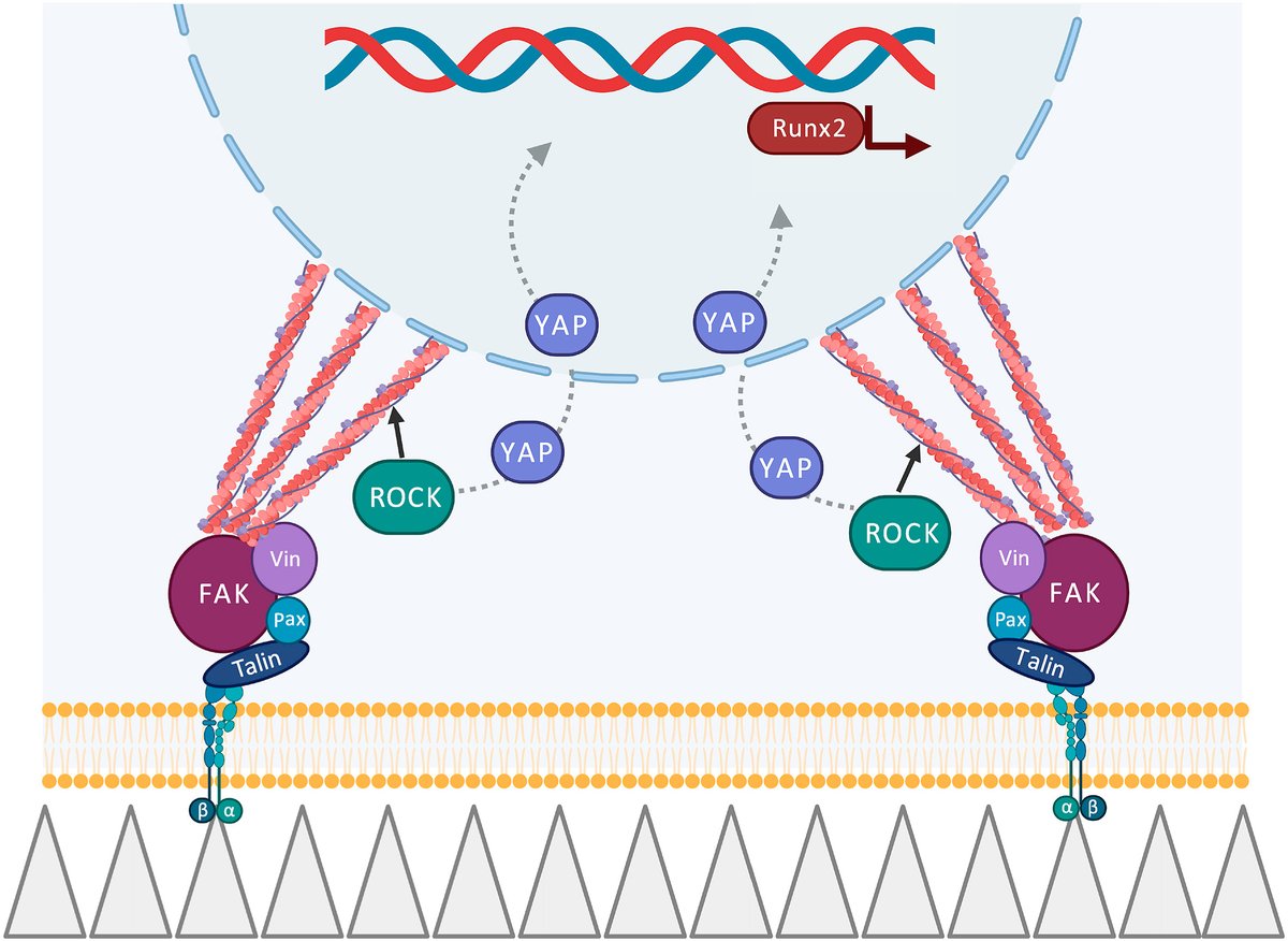 amir_zadpoor's tweet photo. 1) High aspect ratio #nanopillars are #bactericidal & #osteogenic. However, the underlying mechanisms are not well understood. See our attempt (https://t.co/VjYBZpKleQ) at deciphering some of those #mechanotransductory mechanisms. @MaterialsToday @KModaresifar @MahyaGanjian https://t.co/PLdF1m8qB9