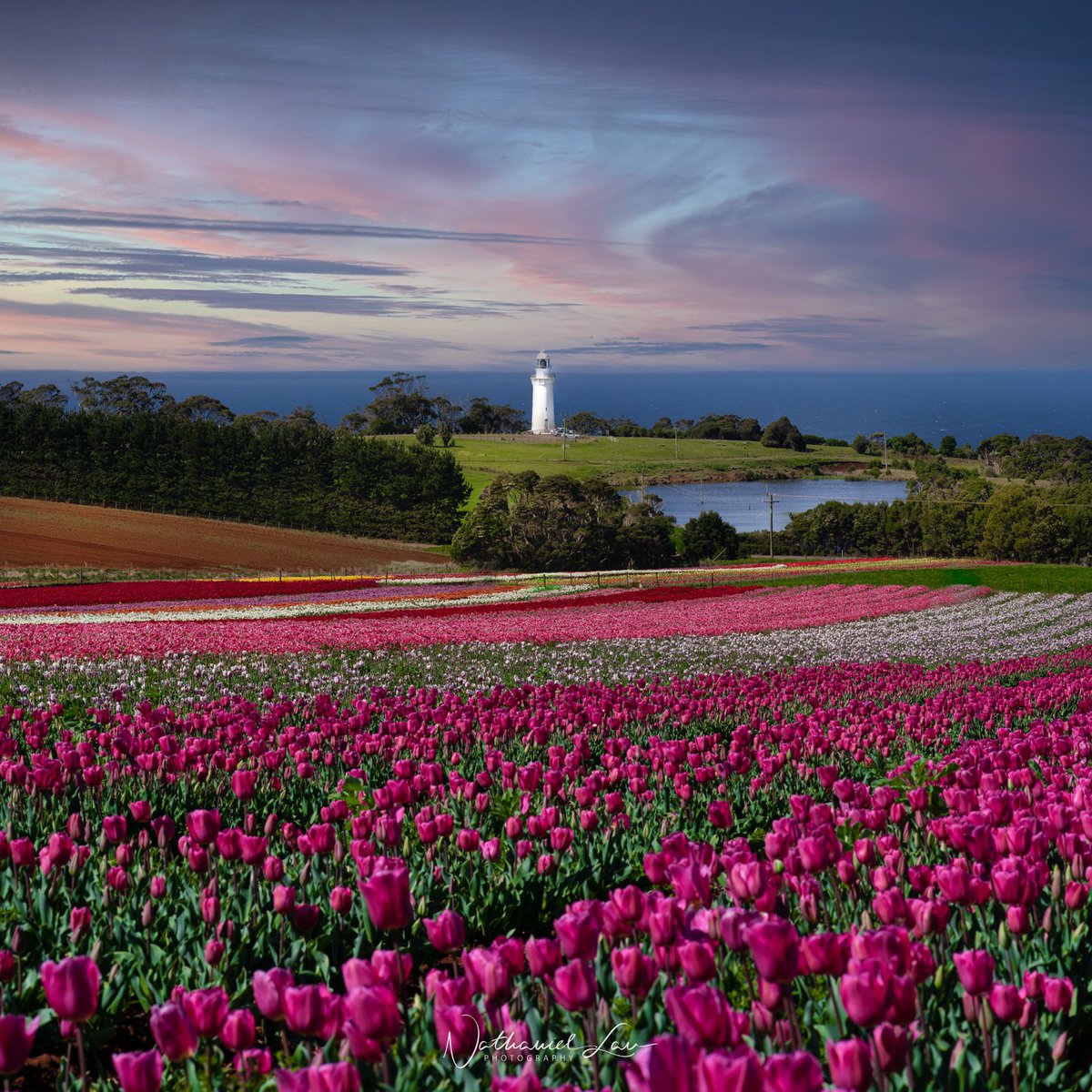 A blanket of brilliantly coloured blooms.🌷 Strolling through the tulip fields on the north-west coast in October should be on every spring holiday bucket list. 📍 Table Cape Tulip Farm , Wynyard, Visit North West Tasmania  📷 IG/nathanlauphoto #DiscoverTasmania