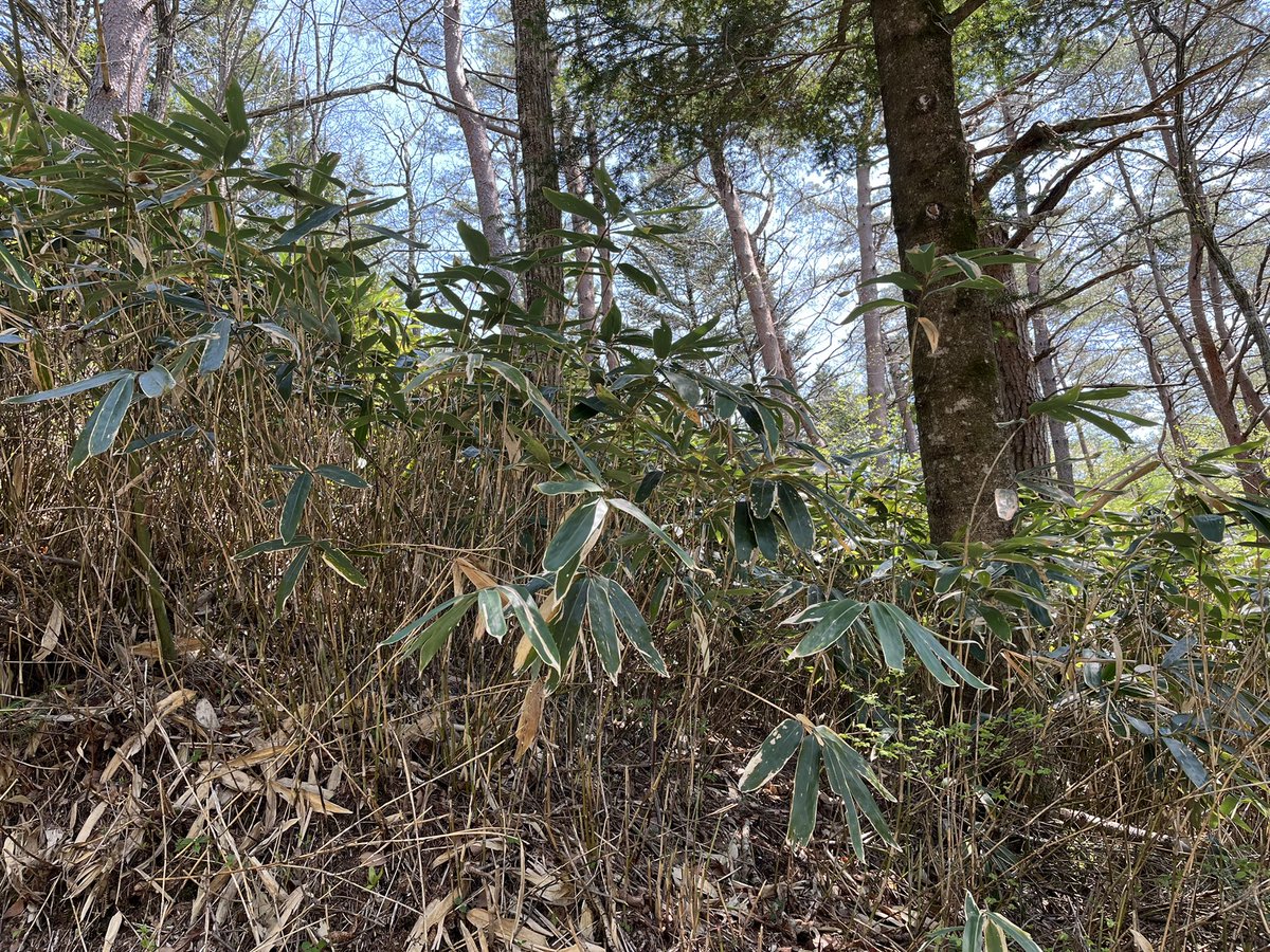 okonomikenpi's tweet photo. 牛が入っていない人工林は笹が繁殖
これを人が刈り取りするのは大変な作業
山地酪農だと牛が食べてくれる
牛が山を守るお手伝いをしてくれている
#ハッピーマウンテン
#根羽村
#FCNB https://t.co/s4PG00zs7q