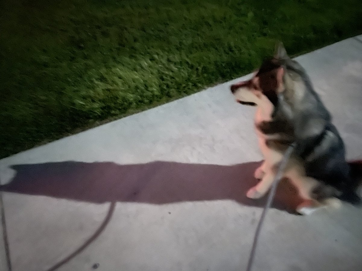 Red_SaidFred's tweet photo. Not Batman, just the coolest dog on the planet.
#MoonShadows
#WooLife https://t.co/doC7ii88V3