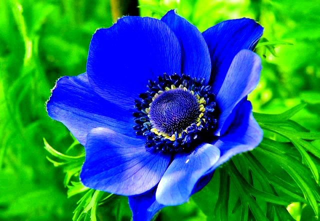 Blossom Blue Poppy Anemone Anemone Coronaria Nothing Beautiful Asks For Attention Anonymous Flowers Anemones Sundayvibes Garden Gardenshour Nature Photo Quote Beautyineverything Beautiful Colors Amazing Explore