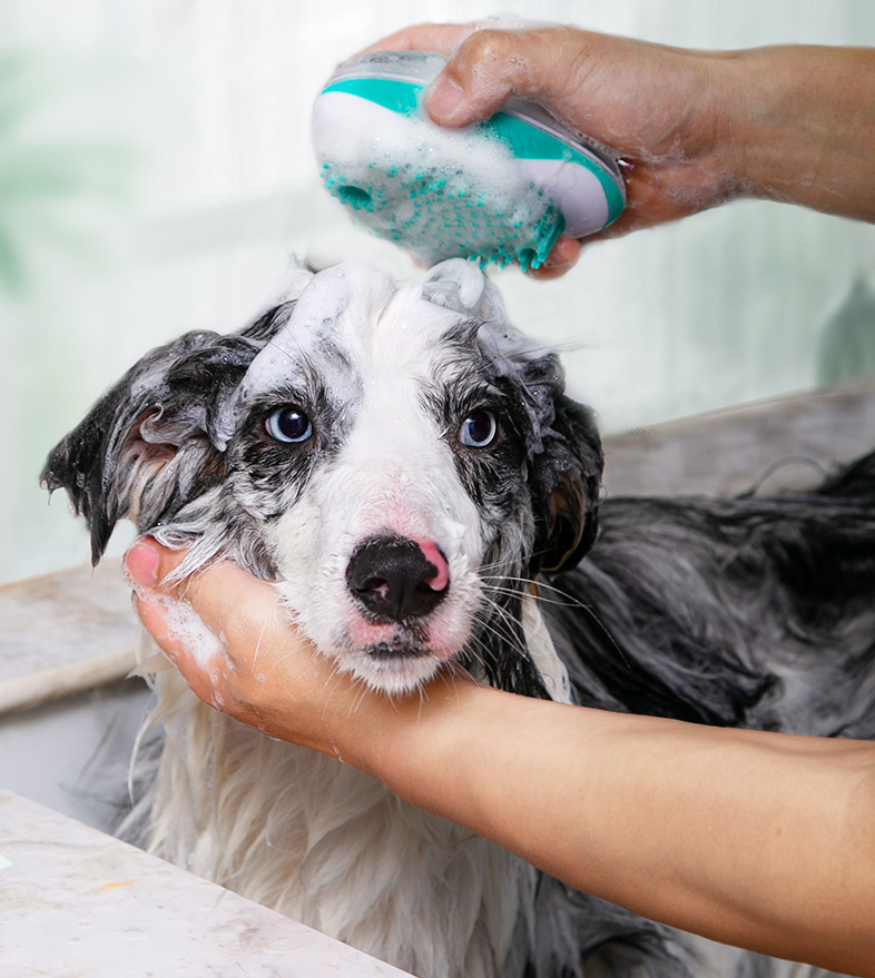 swancook2's tweet photo. Pet Bath Massage Comb Automatic Liquid
Soft PRT colloid, Combing and bathing two in one
ABS safe material
Dense rubber comb, comfortable massage
#petcare #petaccessories #petbathcomb #petcomb #petmassage
Pet store... https://t.co/LVR92e8kro https://t.co/YPYyA6M7L3