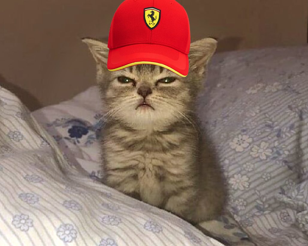 Невыспавшийся кот