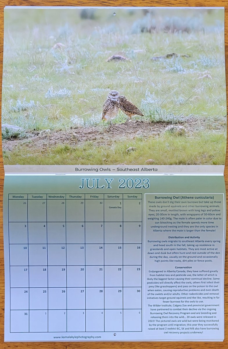 KamalaKyle's tweet photo. Our calendars included cool owl facts, a bit about their typical habitats and behaviors and conservation information for each owl!
https://t.co/GWbuJlSYVP
#albertaowls #canadaowls #canadianowls #albertacalendar #canadacalendar #owlsofcanada #canada #alberta https://t.co/eDWXC4CT2M