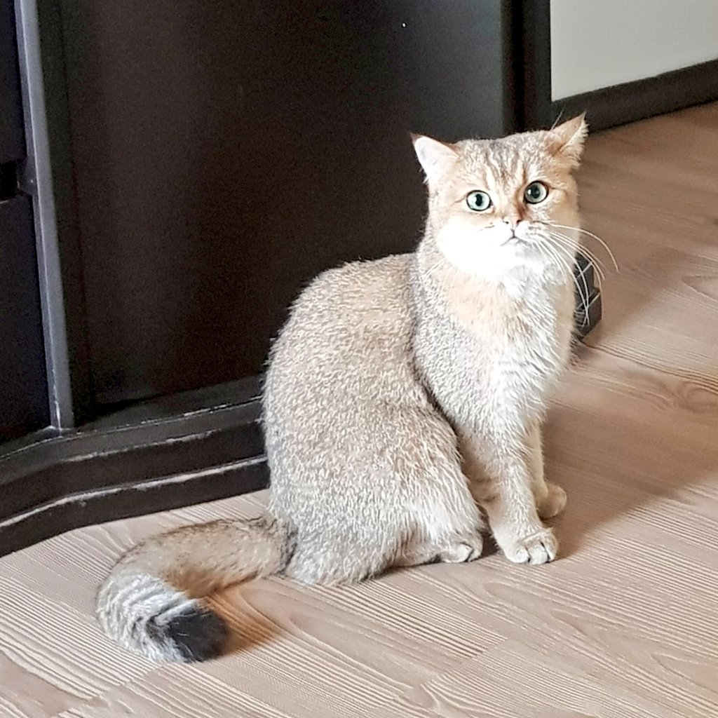 boncukbritish's tweet photo. Good morning My dear followers.. Love you all ❤️
#CatsOfTwitter #CatsOnTwitter #catlovers #catoftheday #catlife https://t.co/Km4dDa6KgD