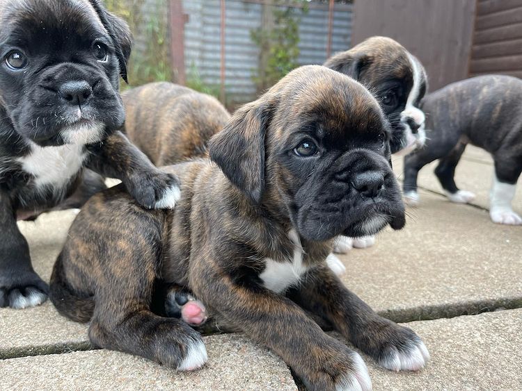 Boxer Puppies For Sale tweet media
