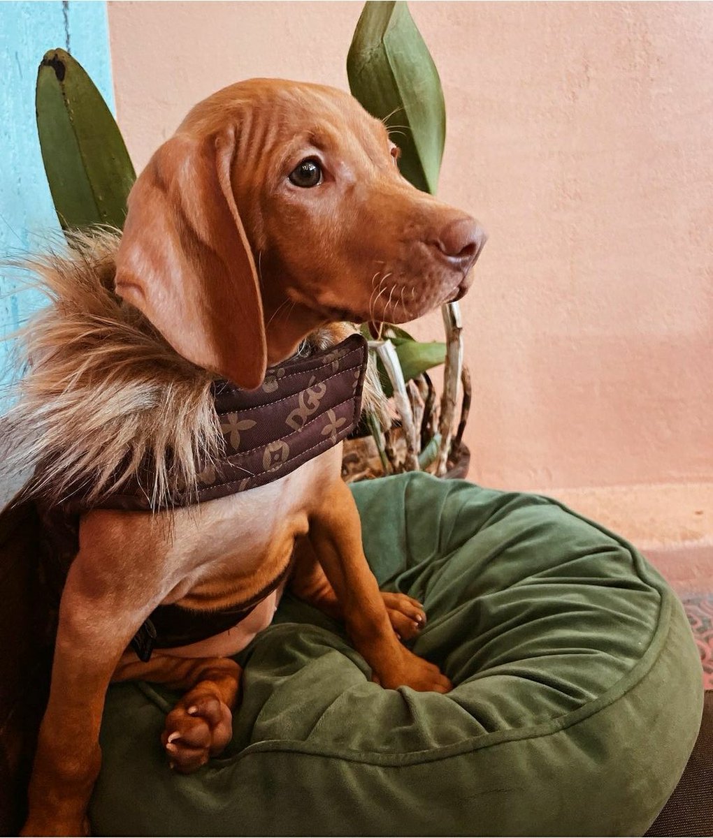ViennaKath's tweet image. Look at this little baby Vizsla with a a correct and beautiful dark brown eyes❤️