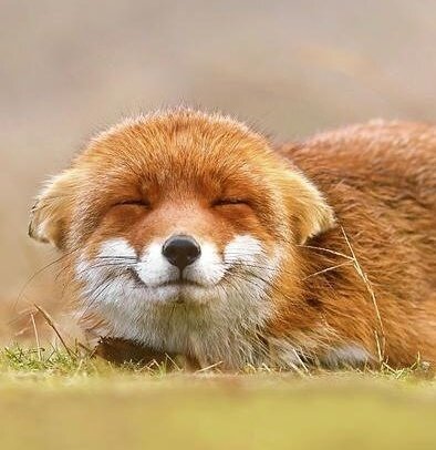 applteez's tweet photo. wooyoung is literally fox 🦊 https://t.co/bFY2xO89zK