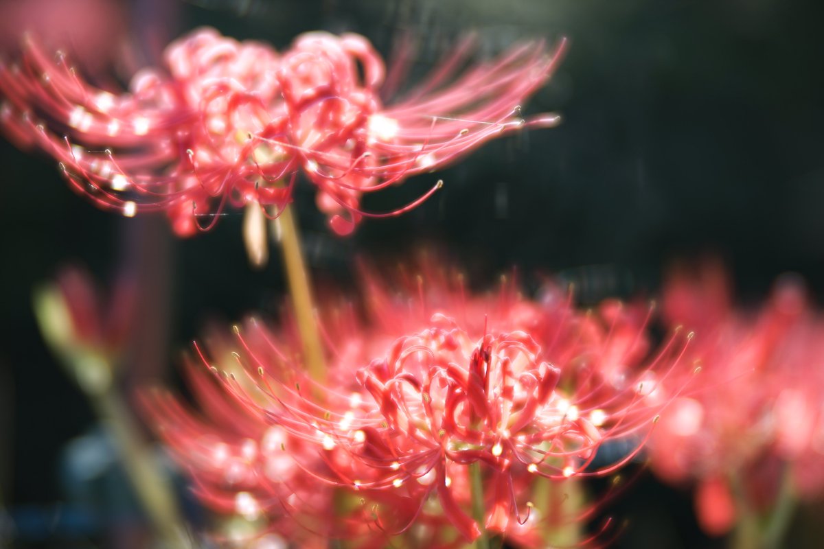 juni7952's tweet photo. 京都　広沢池
LENSBABYで彼岸花

EOS R
LENSBABY Velvet 85mm f/1.8
#kyoto #EOSR #lensbaby #lensbabyclub #tokyocameraclub 
#東京カメラ部
#ボケフォト #キリトリセカイ 
#京都 #広沢池 #彼岸花 #曼珠沙華 https://t.co/IMWyTAm30h