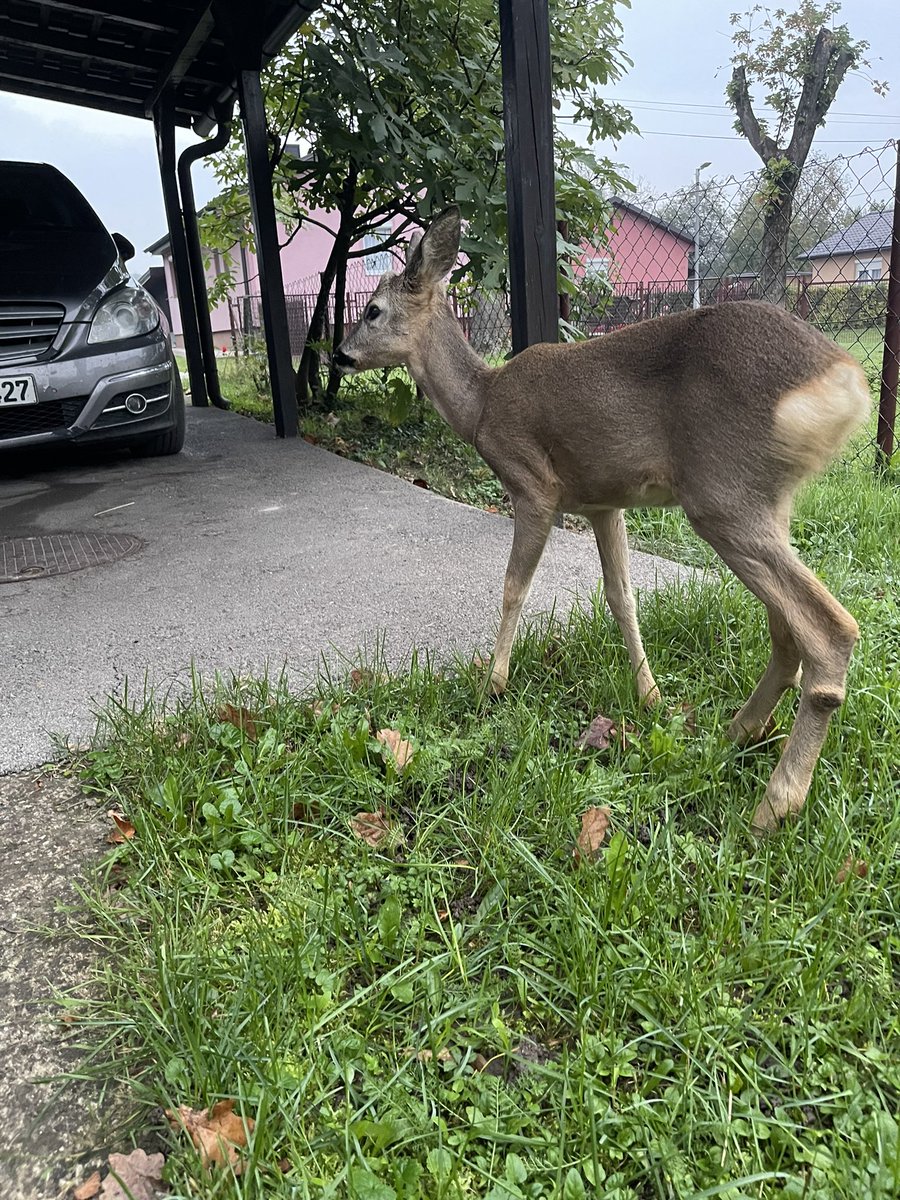 ʟᴜᴅɪ ᴛᴠɪᴛᴇʀᴅžɪᴊᴀ tweet media