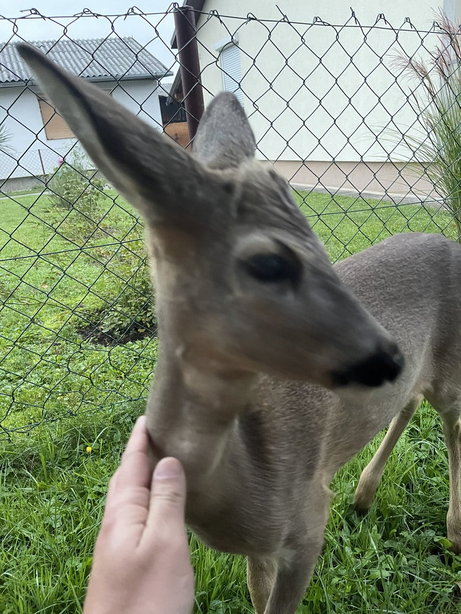 ʟᴜᴅɪ ᴛᴠɪᴛᴇʀᴅžɪᴊᴀ tweet media