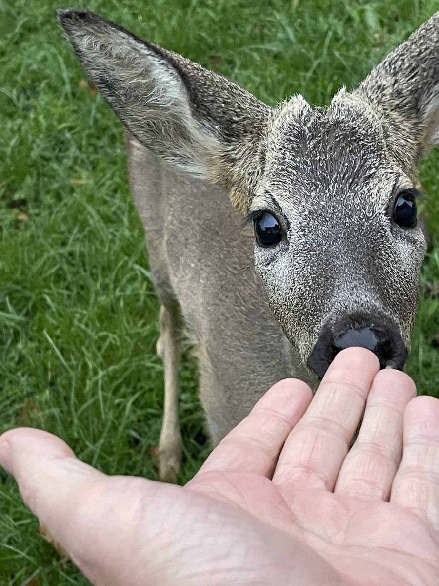 ʟᴜᴅɪ ᴛᴠɪᴛᴇʀᴅžɪᴊᴀ tweet media