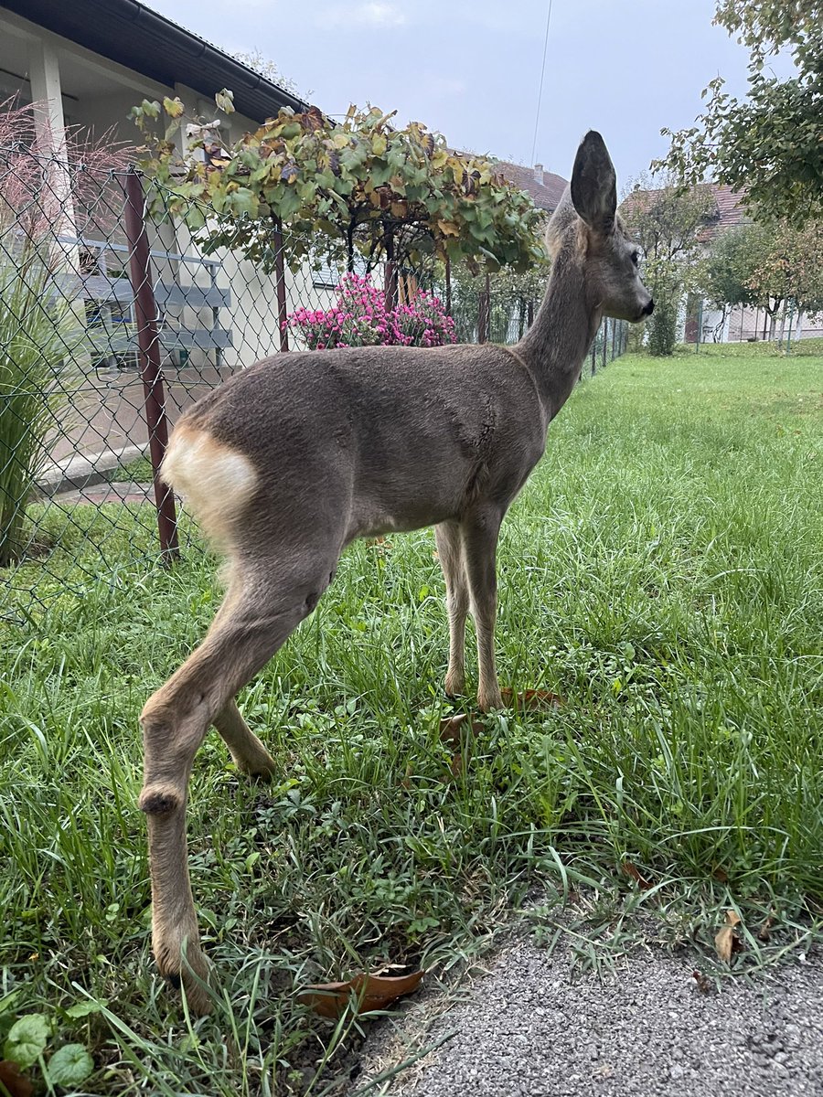 ʟᴜᴅɪ ᴛᴠɪᴛᴇʀᴅžɪᴊᴀ tweet media