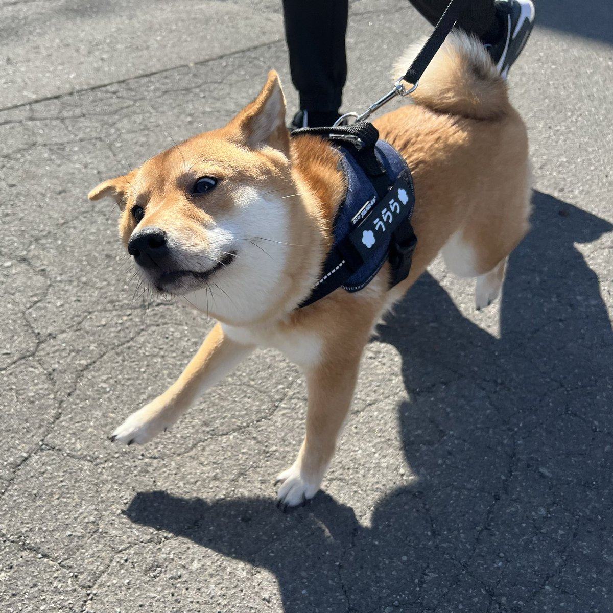 日本で発売 L.L.Bean エルエルビーン 大型犬 犬用ベッド ドッグカウチ