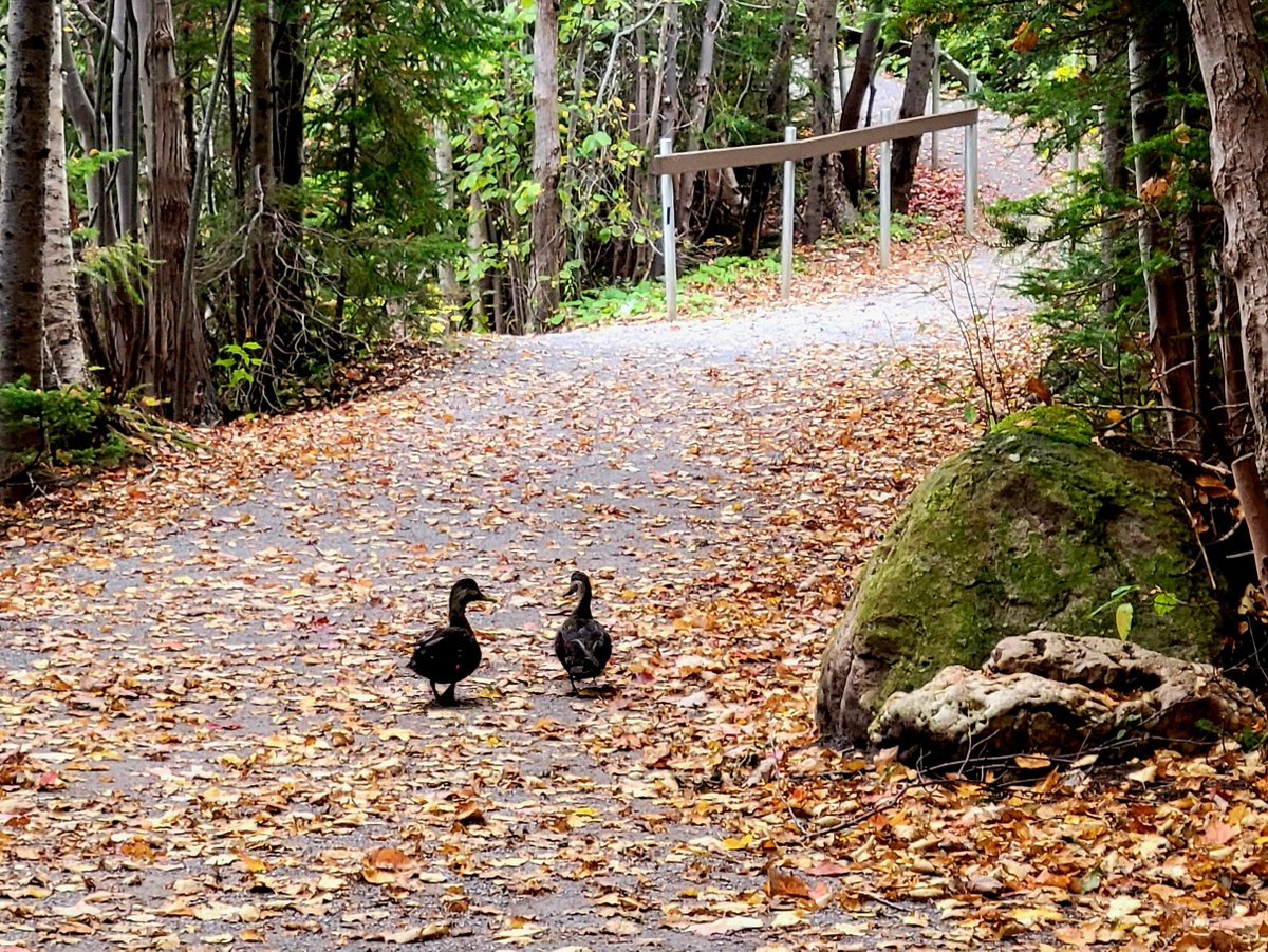 kel_bragg's tweet image. Beautiful Corner Brook Stream @NewFoundLand @CornerBrook