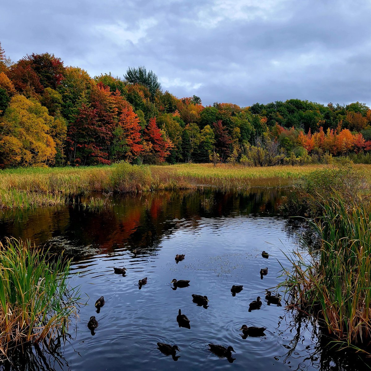kel_bragg's tweet image. Beautiful Corner Brook Stream @NewFoundLand @CornerBrook