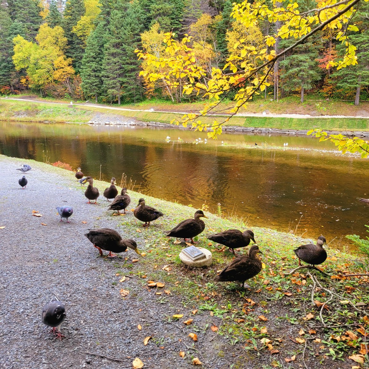 kel_bragg's tweet image. Beautiful Corner Brook Stream @NewFoundLand @CornerBrook