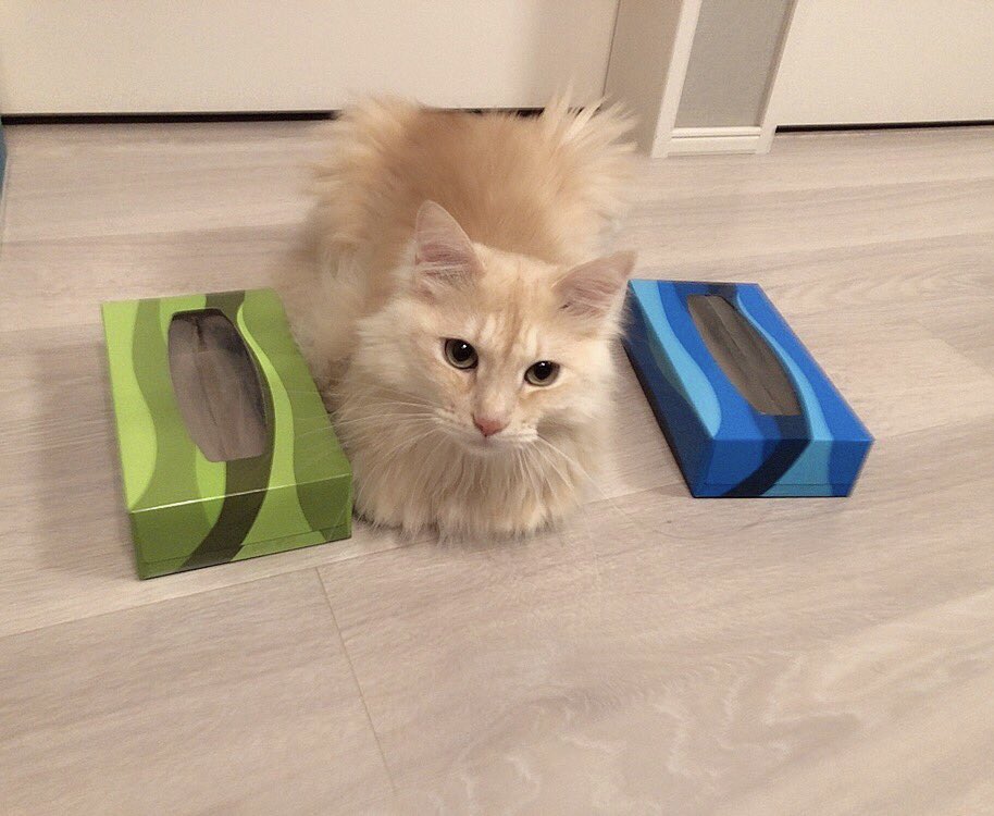どれが猫でどれがティッシュ箱でしょうか？😽