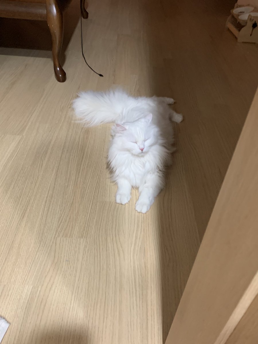 짱백희 tweet media