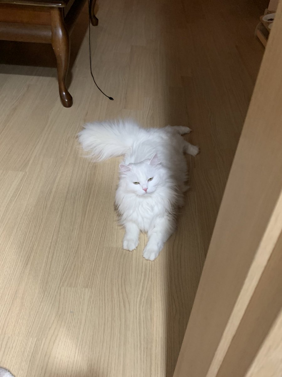 짱백희 tweet media