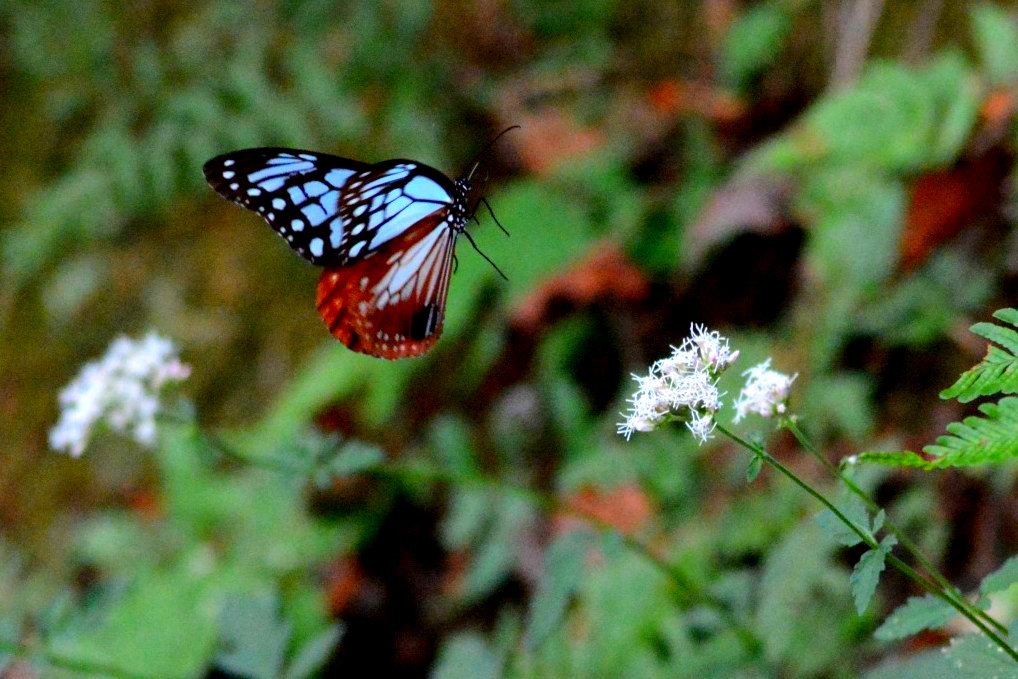 UZSq66sXLpxfyWR's tweet photo. アサギマダラ🦋
海を越える前のつかの間の休憩
いっぱい蜜を吸うのだよ(*´ω`*)
#アサギマダラ
#飛翔
#flyingbutterfly https://t.co/44qXX7KcP8