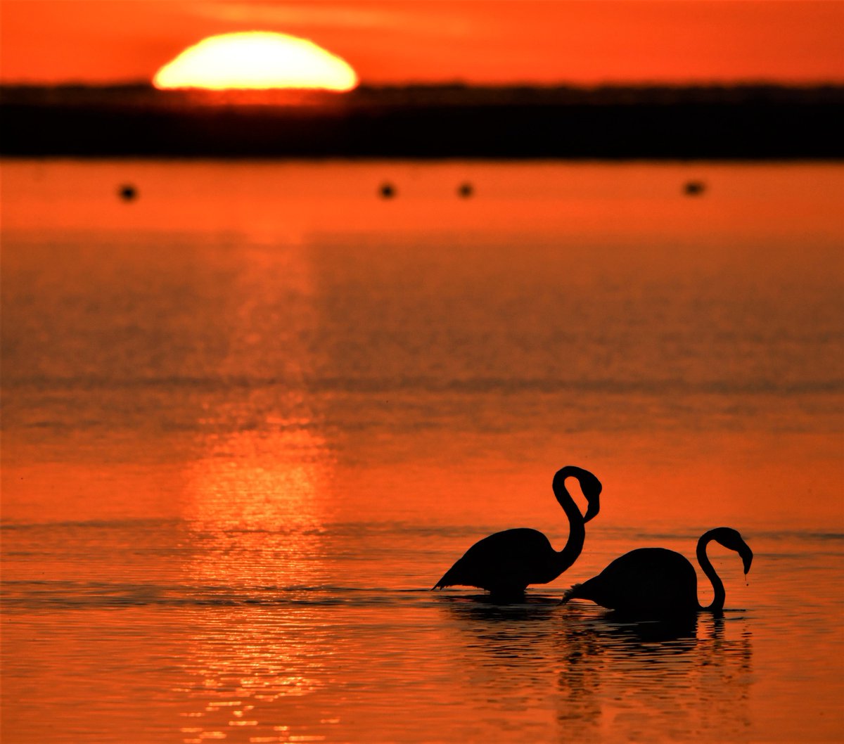 carlosromeroco's tweet photo. Atardeceres mágicos en la marisma de Doñana 
https://t.co/PSqTXbjf2H 
Instagram @carlosromeroco https://t.co/9iyERKPhbq