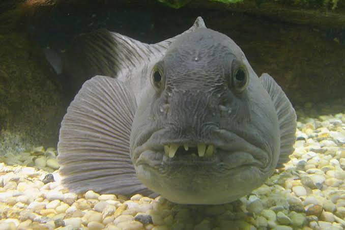 skar_erik's tweet photo. @shinafunmi1 @eo_eboh I will, I promise. Here is her fish, she says it reminds her of her late husband 😍 https://t.co/ToIX8vjGww