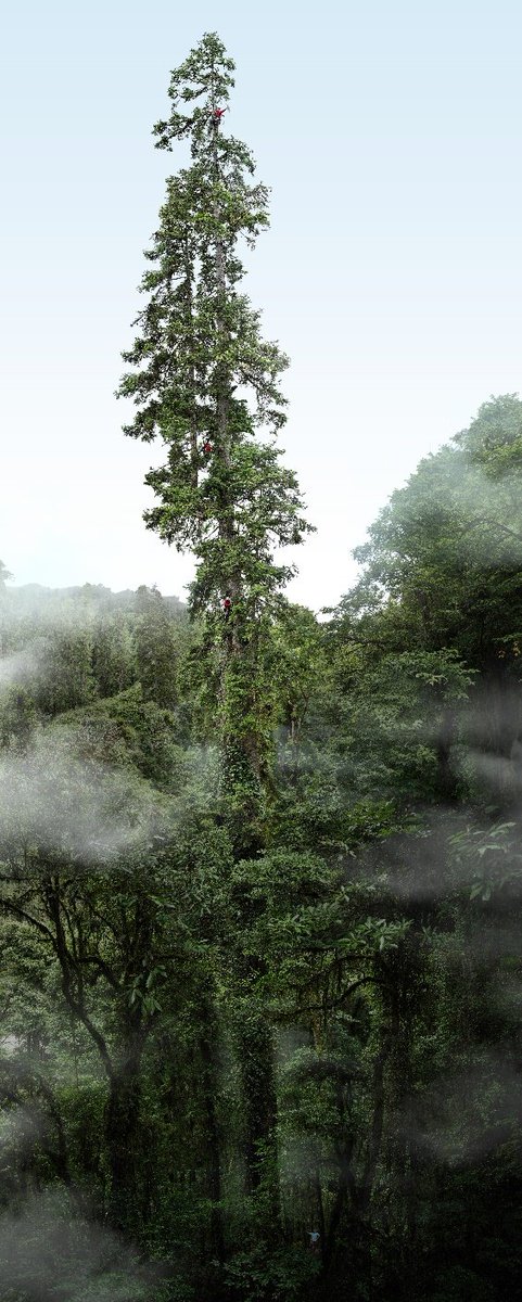 83.4 meters! Accurate data of tallest tree in #China confirmed. https ...