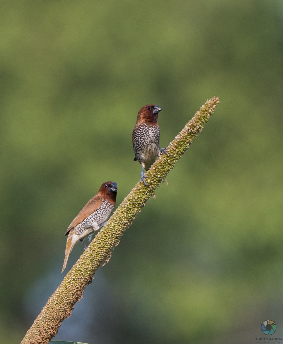 Scaly Breasted Munias on #bajredasitta on a beautiful sunny day. 
#ThePhotoHour
#BirdsSeenIn2022 
#birdphotography 
#birdwatching 
#BBCWildlifePOTD
#natgeoindia 
#naturelovers 
#IndiAves