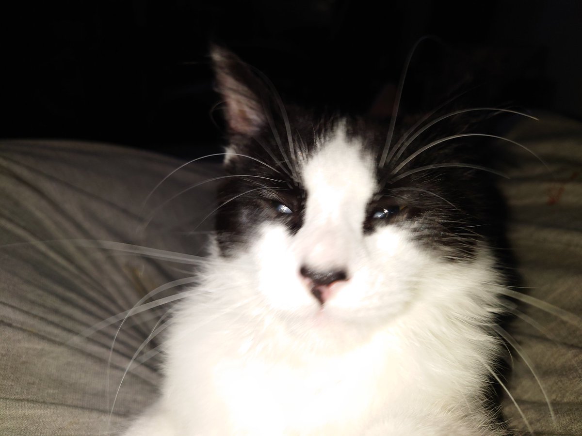 #JapaneseGP trying to keep quiet as not to wake the house up. Come on <a href="/GeorgeRussell63/">George Russell</a> and <a href="/LewisHamilton/">Lewis Hamilton</a> #mercedesf1
Now waiting for the race to start!