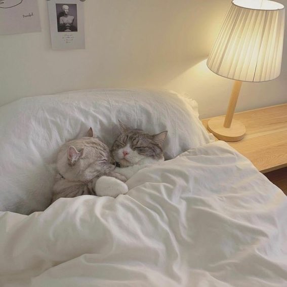 cat4pics's tweet image. 