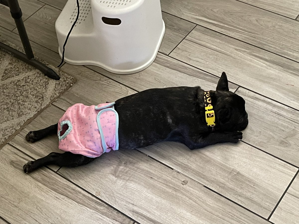 MyEdm_LB's tweet photo. Not happy about being in heat. #spade #frenchbulldog #livingmybestlife https://t.co/Wl3cwO5wIm
