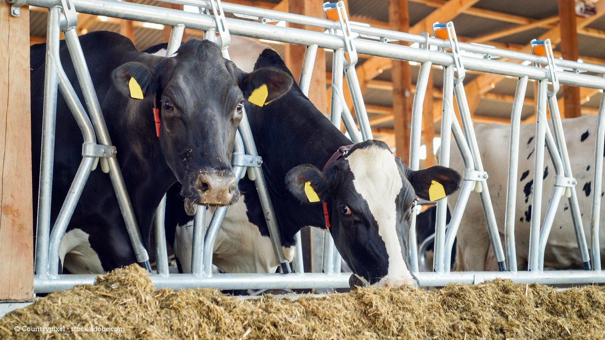 BMLEH_Bund's tweet photo. Mit innovativem #Fütterungscontrolling Methan- und Stickstoffemissionen in der #Milcherzeugung senken - hieran wird geforscht bei "ReMissionDairy", einem Projekt aus unserem #Innovationsprogramm.
Weitere Projekte und Infos zu den #Innovationstagen 2022 ⇨ https://t.co/u3ir8RoRqH https://t.co/EHz2y3xsP2