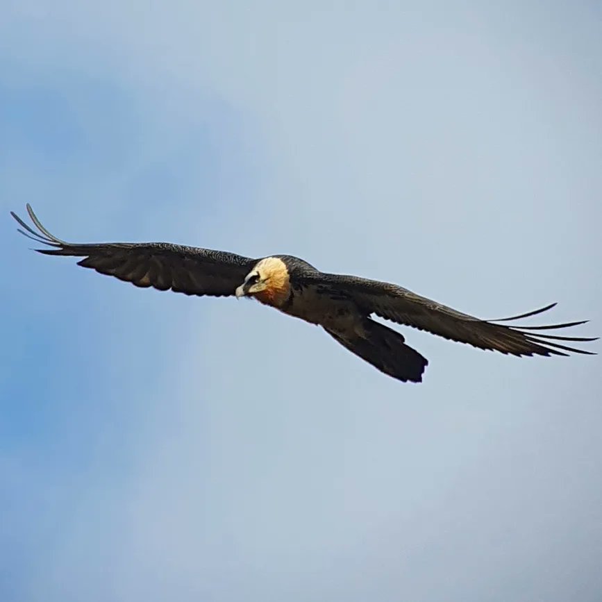 julia_hatzl's tweet photo. Such stunning encounters yesterday at the International Observation Day for the #BeardedVulture! https://t.co/rJAL1FTZgE