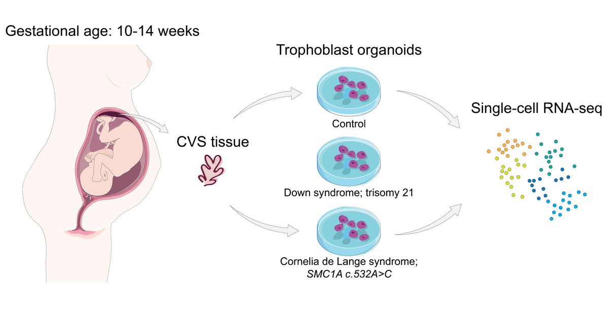 Organoids_MDPI's tweet photo. #SingleCell Atlas of Patient-Derived Trophoblast #Organoids in Ongoing #Pregnancies
#Placenta #TrophoblastOrganoids #ChorionicVillusSampling #DownSyndrome #CorneliaDeLangeSyndrome
Full text: https://t.co/AawnW8cdI9 https://t.co/yh9qqaGDxF