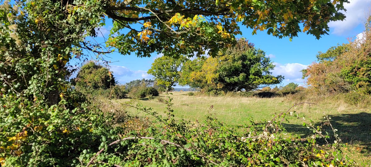 WriteOnGill's tweet photo. @WLH1972 I love the colours and the lighting in this image of #RodboroughCommon #Autumn taken yesterday, on my smartphone. https://t.co/KrrIcuLf3M