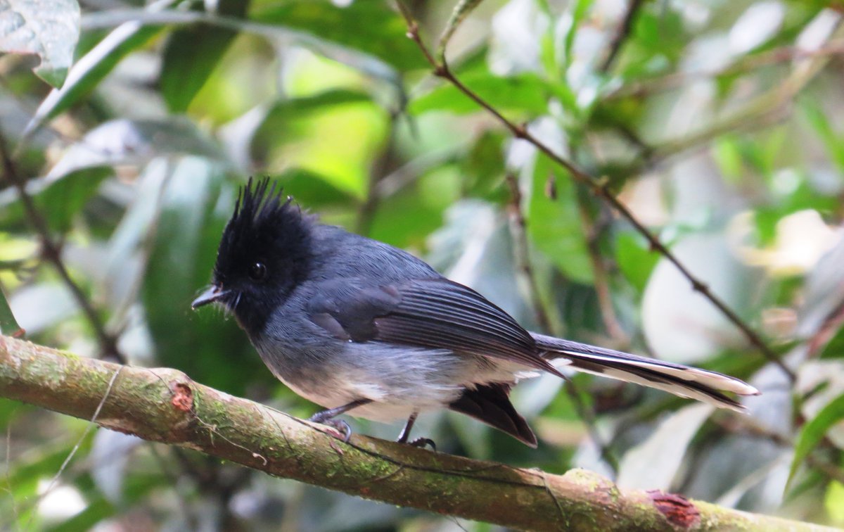 White-tailed Crested Flycatcher in Gatamaiyu forest during the #OctoberBigDay #BirdsSeenIn2022 #globalbirdweekend #birdwatching 
conquestadventures.co.ke