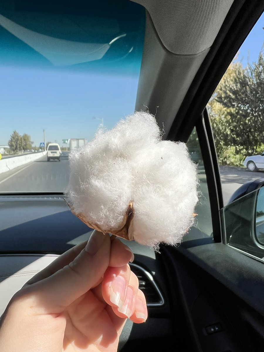 spaceDi_'s tweet photo. on the way home, I went out into the field and picked #cotton 🤍 #Travel https://t.co/VnFWpMfMfp