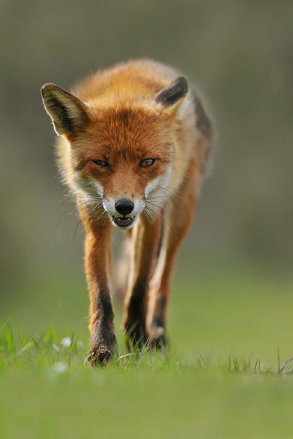 Fen2eE_XEAAYyWf?format=jpg&name=900x900