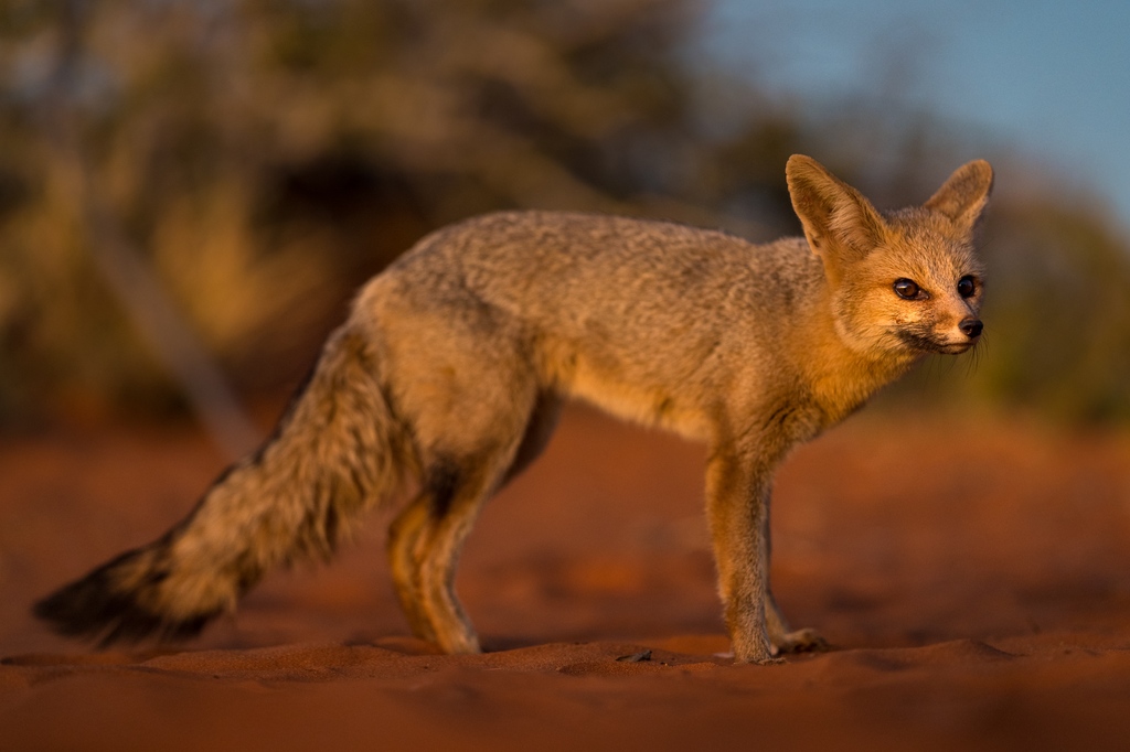 Tswalu's tweet photo. Catching sight of nocturnal animals is about being in the right place at the right time. Species like the Cape fox are usually active just before dawn or after dusk.
#CapeFox #NatureCaptures #foxes #wildlifephotography https://t.co/exGBVKolod