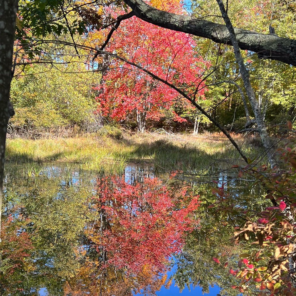 Gorgeous fall day in Maine
