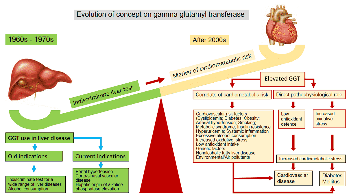 MetabolismAnd's tweet photo. 😋A paper from our Editor-in-Chief Prof. Amedeo Lonardo👏
❗️gamma-glutamyl #transferase: from an #indiscriminate #liver test to a #biomarker of #cardiometabolic risk
🗝️Use GGT in:
#publichealth campaigns\ #research #arena\#clinical #Practice
✅🫴PDF: https://t.co/YzaRuiwtYR https://t.co/MNVm8VOf32